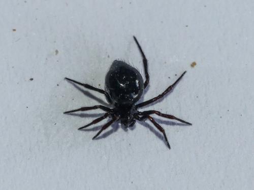 Euryopis episinoides